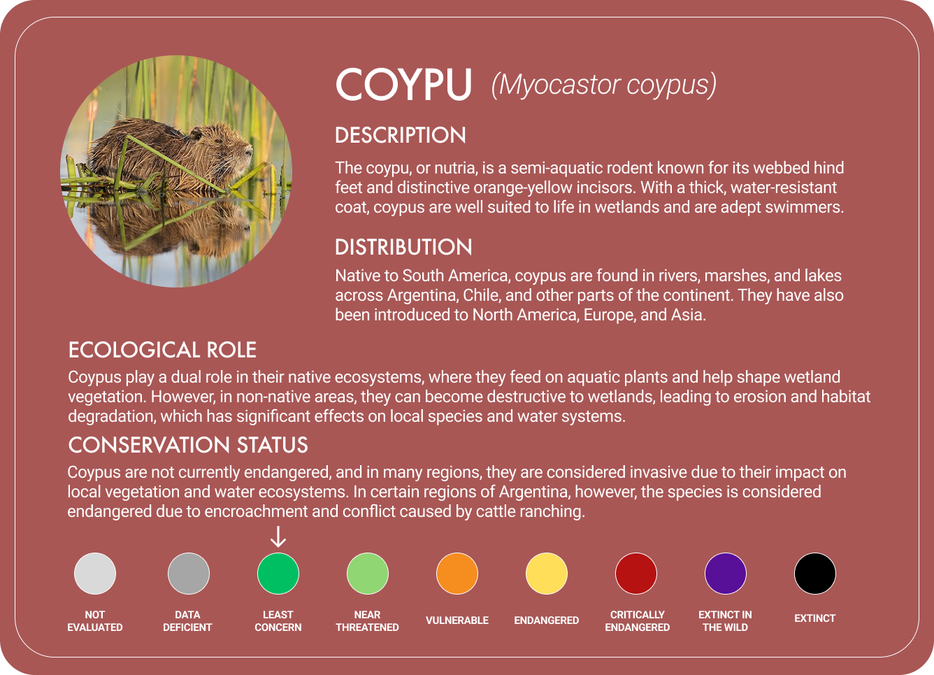 Coypu